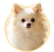 博美