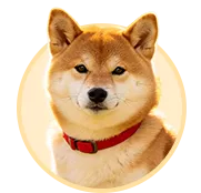 柴犬