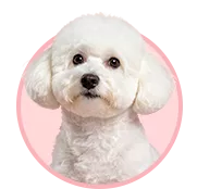 棉花面纱犬