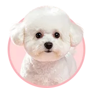 韩版比熊